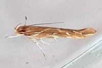 Pyroderces argyrogrammos