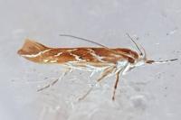 Pyroderces argyrogrammos
