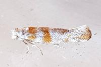 Cedestis gysseleniella