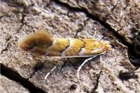 Cameraria ohridella