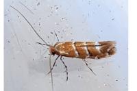 Cameraria ohridella