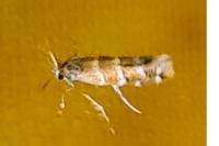 Cameraria ohridella