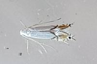 Phyllocnistis