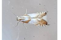 Phyllonorycter roboris