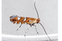 Phyllonorycter sublautella