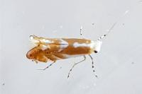 Phyllonorycter rebimbasi