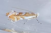 Phyllonorycter rebimbasi