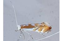 Phyllonorycter rebimbasi