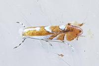 Phyllonorycter rebimbasi