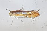 Phyllonorycter