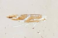 Phyllonorycter