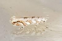 Phyllonorycter