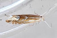 Phyllonorycter
