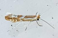 Phyllonorycter