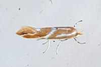 Phyllonorycter