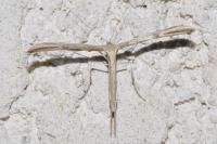 Emmelina monodactyla