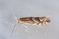 Phyllonorycter