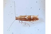 Phyllonorycter