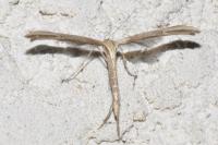 Emmelina monodactyla