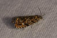 Enarmonia formosana