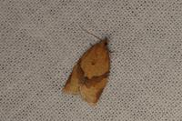 Clepsis consimilana