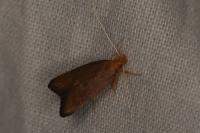 Eurodachtha pallicornella