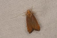 Eurodachtha pallicornella