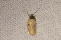 Agonopterix subpropinquella