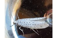 Yponomeuta evonymella