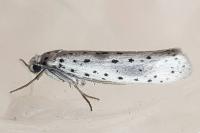 Yponomeuta irrorella