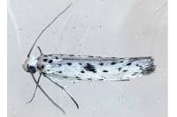 Yponomeuta plumbella