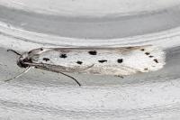 Ethmia terminella