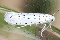Yponomeuta