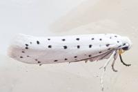 Yponomeuta