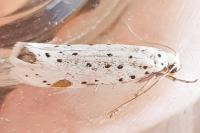 Yponomeuta