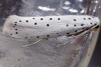 Yponomeuta