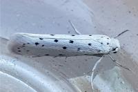 Yponomeuta
