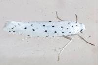 Yponomeuta
