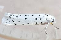 Yponomeuta