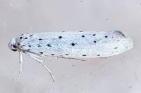Yponomeuta