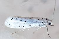 Yponomeuta