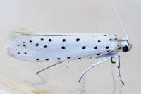 Yponomeuta