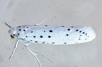 Yponomeuta