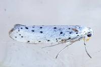 Yponomeuta