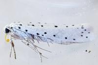 Yponomeuta