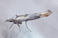 Zelleria oleastrella