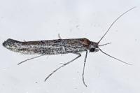 Ochromolopis staintonellus