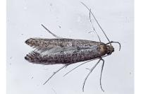 Ochromolopis staintonellus