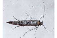 Ochromolopis staintonellus