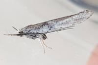 Paradoxus osyridellus